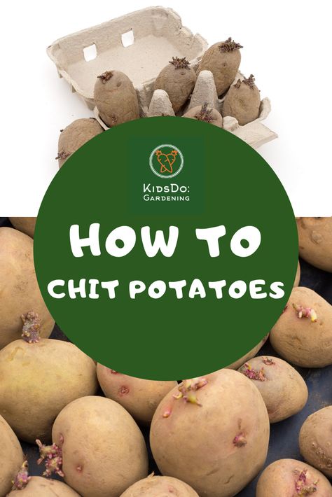 Potatoes are a great vegetable to grow with children as they are just so easy. You can start this process indoors with chitting before planting them outside to grow. Our post looks at just how easy it is and why potato chitting will give you a good crop come the harvest time. Chitting Potatoes, How To Sprout Potatoes For Planting, Growing Potatoes In Grow Bags, Planting Potatoes In Grow Bags, Planting Seed Potatoes, When Are Potatoes Ready To Dig Up, When Are Potatoes Ready To Harvest, Potato Planters, Container Potatoes