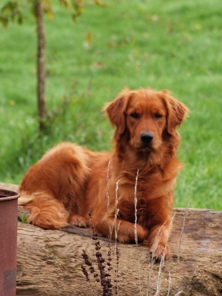 A Red Golden Retriever. I want a female and I will name her Willow. Red Retriever, Red Golden Retriever, Cocker Spaniel Anglais, Red Dogs, Golden Retriever Training, Golden Retriever Names, Poodle Toy, Golden Retriever Funny, Golden Retriever Mix