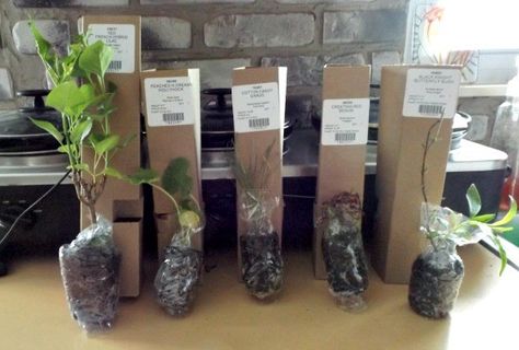 Shipping Plants Plants Packaging, Mystery Box Ideas, Plant Packaging, Plant Business, Kaktus Dan Sukulen, Emerald Green Arborvitae, Wholesale Plants, Buy Plants Online, Packaging Ideas Business