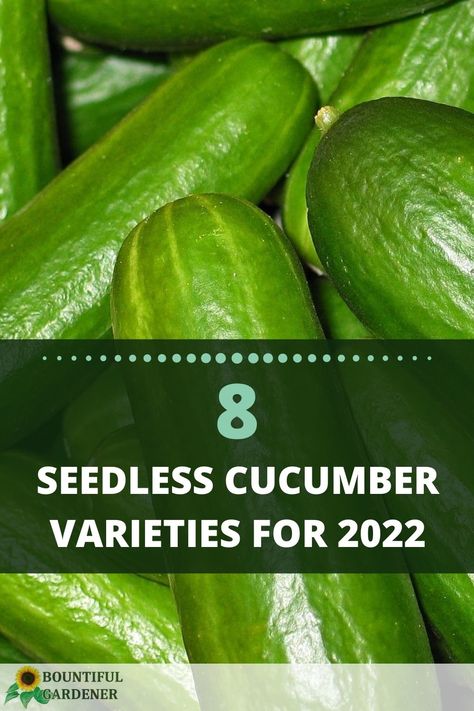 Parthenocarpic cucumbers are varieties of cucumbers that can produce fruit without pollination. This makes them great for greenhouses or areas with few natural pollinators. Unpollinated cucumbers are seedless, too! Cucumber Varieties, Work Outs, Greenhouses, Cucumber, To Grow, Fruit, Canning, Health, Flowers