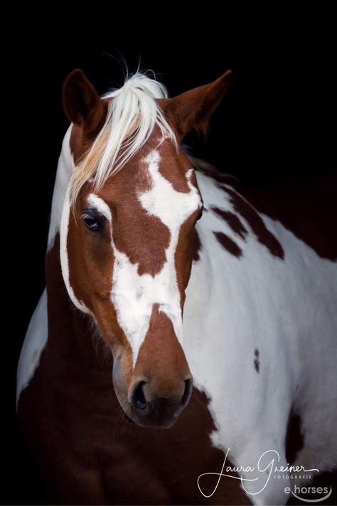 Paint Horse Stute 5 Jahre 158 cm Paint Horse Breed, Photo Horse, Unusual Horse, Horse Background, Wild Horses Mustangs, Horse Quotes Funny, Horse Markings, American Paint Horse, Paint Horses