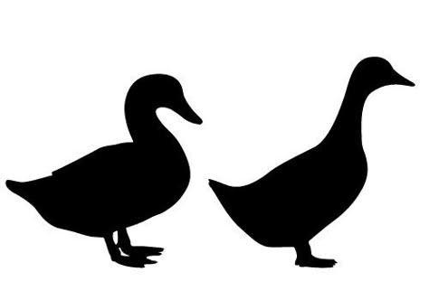 Female Duck, Bird Silhouette Tattoos, Duck Silhouette, Bird Vector, Bird Template, Birds Sitting, Bird Illustrations, Free Silhouette, Different Birds