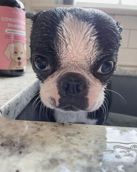 Puppies Boston Terrier, Red Boston Terriers, Cute Boston Terrier, Baby Boston Terriers, Boston Terrier Funny, American Dog, Really Cute Puppies, Super Cute Puppies, Boston Terrier Love