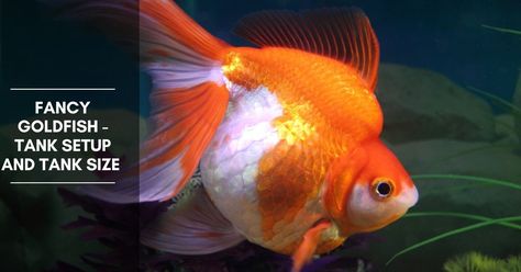 Goldfish Planted Tank, Goldfish Community Tank, Goldfish Tank Mates, Goldfish Care, Fancy Goldfish, 20 Gallon Aquarium, Fantail Goldfish Aquarium, Goldfish Aquarium, Goldfish Tank