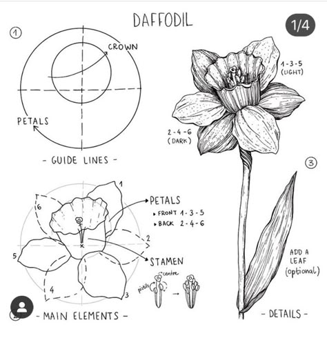 How To Draw A Narcissus Flower, Daffodil Drawing Step By Step, Feminine One Line Art, Daffodils Flower Drawing, How To Draw A Daffodil Step By Step, Art Reference Flowers, How To Draw Daffodils, How To Draw A Daffodil, Daffodil Reference