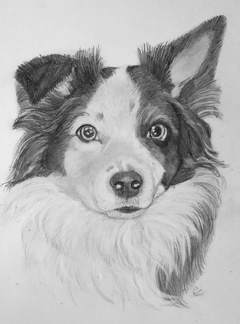 arecent border collie commission Border Collie Drawing Pencil, Border Collie Drawing, Girl Hair Drawing, Wolf Sketch, Dog Drawings, Eagle Painting, Canine Art, Easy Drawings Sketches, Dog Drawing