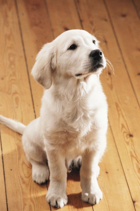 Unfinished Wood Floors, Dog Pee Smell, Coffee Stain Removal, Remove Pet Stains, Pet Friendly Flooring, Pee Smell, Cleaning Wood Floors, Dog Urine, Urine Stains