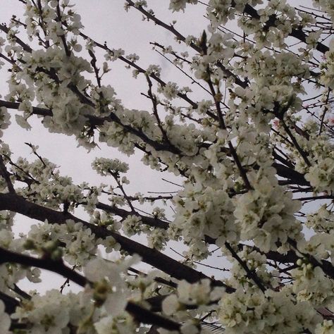 White Plum Blossom, Plum Tree Aesthetic, Plum Blossom Aesthetic, Blossoms Aesthetic, Flowering Plum Tree, Genshin Oc, Tree Aesthetic, Reference Board, White Plum