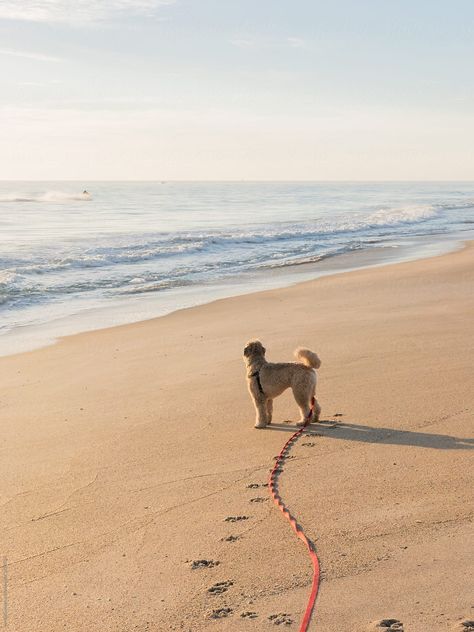 Soft coated wheaten terrier on the beach near Vero Beach, Florida. He is wearing a long leash (longe line) for training and recall. Dog On Leash, Nyc Photoshoot, Vero Beach Florida, Soft Coated Wheaten Terrier, Wheaten Terrier, Dog Beach, Florida Beaches, Maine Coon, Photography Portfolio