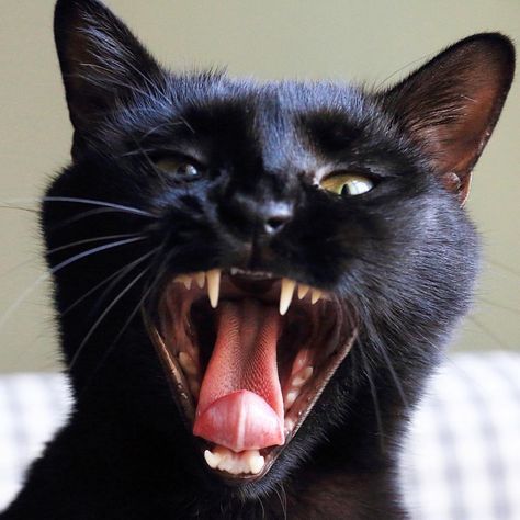 Black Cat Yawning, Cat Yawning, Cat Expressions, Black Cat Aesthetic, Ugly Cat, Cat Anatomy, Scary Cat, Scary Animals, Cat Reference