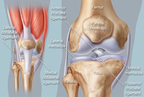 Anatomical illustration of knee Knee Injury Symptoms, Medial Knee Pain, Anatomy Of The Knee, Patellofemoral Pain Syndrome, Knee Ligaments, Knee Pain Exercises, Cruciate Ligament, Physical Therapy Exercises, Stem Cell Therapy