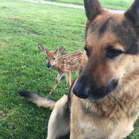 Kind-Hearted Dog Surprises Owner By Comforting The Orphaned Fawns She Rescues Surprised Dog, Unexpected Love, Reptiles Pet, Baby Goats, Police Dogs, Oh Deer, Guard Dogs, Baby Puppies, Baby Deer