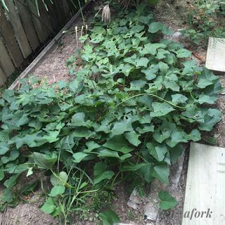 Digging Up Sweet Potatoes, When Are Sweet Potatoes Ready To Harvest, How Do You Know When To Harvest Sweet Potatoes, Sweet Potato Growing Tips, How To Harvest Sweet Potatoes, Sweet Potato Harvesting, When To Pick Sweet Potatoes, Harvesting Sweet Potatoes, When To Harvest Sweet Potatoes