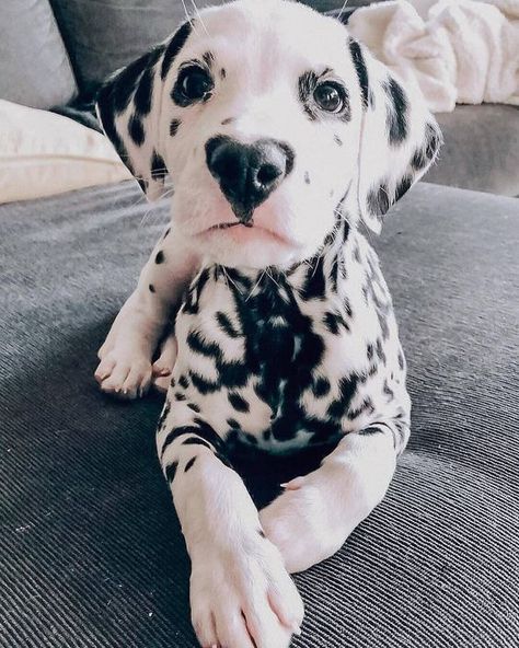 Regnul Animal, Haiwan Comel, Anak Haiwan, Cele Mai Drăguțe Animale, Psy I Szczenięta, Haiwan Lucu, Dalmatian Puppy, Haiwan Peliharaan, Cute Animal Pictures