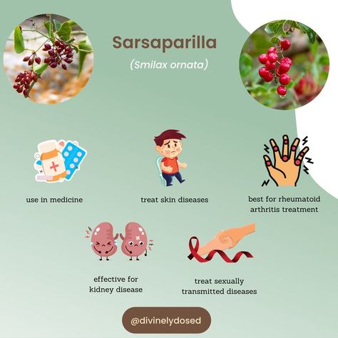 ⚡ Sarsaparilla is a plant. The root is used to make medicine. People use sarsaparilla for skin diseases, rheumatoid arthritis (RA), kidney disease, sexually transmitted diseases, and many other conditions, but there is no good scientific evidence to support these uses. 🌟Follow us @divinelydosed Sarsaparilla Benefits, Natural Colon Cleanse, Colon Cleanse, Skin Diseases, Feel Better, Disease, Medicine, Herbs, Benefits