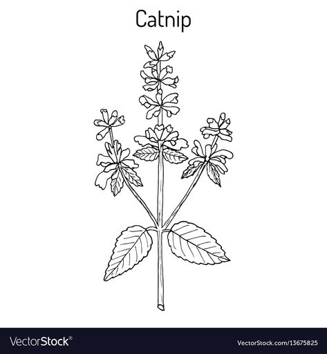 Catnip Drawing, Catnip Flower, Tiny Tattoos, Lotus Flower Tattoo, Clay Art, Arm Tattoo, Flower Drawing, Flower Tattoo, Line Art