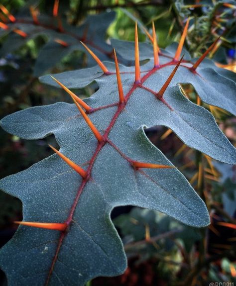 Deadly Plants, Poison Garden, Plants Photography, Alien Plants, Nature Magic, Plant Fungus, Poisonous Plants, Prussian Blue, Plant Photography