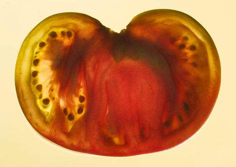 Cross Section Of Tomato, Studio Shot Photograph by Paul Taylor Rye Grass, Big Tomato, Editorial Photos, Lighthouse Photos, Poisonous Plants, Crop Rotation, Roasted Coffee Beans, What To Draw, Cross Section