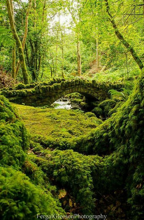 Kilfane Glen, Co. Kilkenny. by Fergal Gleeson via Ireland and Peg's Cottage FB page. Ireland Forest Aesthetic, Irish Forest, Ireland Forest, Faerie Aesthetic, Ireland Aesthetic, Lost Gardens Of Heligan, Kilkenny Ireland, Temperate Rainforest, Landscape Elements