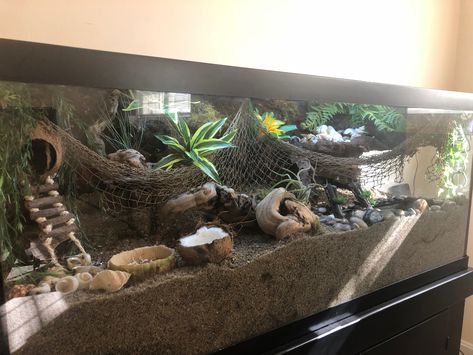 upgraded to 75 gallon crabitat, 200+ lbs of sand, cocofiber and crushed oyster shell. built in background with shelf for additional shells and climbing space. Built in plant holders, although the hermit crabs like nestling down in those too. Complete with built in moss pit and 8 inch deep salt and fresh water pools with bubblers. Hermit Crab Water Pools, Bioactive Hermit Crab Tank, Hermit Crab Terrarium, Hermit Crab Cage Ideas, Crabitat Ideas, Hermit Crab Enclosure, Diy Hermit Crab Climbing Toys, Hermit Crab Tank Ideas, Hermit Crab Habitat Ideas