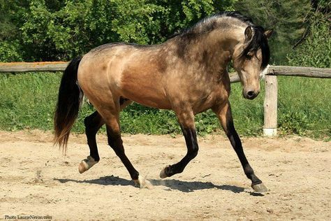 Isabelle sooty argent tacheté Buckskin Horse, Pinto Horse, Morgan Horse, Andalusian Horse, Brown Horse, Horse Coloring, Pretty Horses, Horse Photography, Horse Pictures