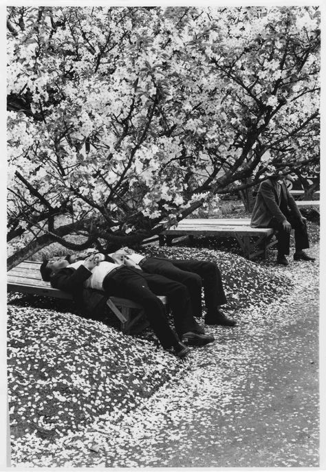 Men laying under cherry blossoms. From the photobook ‘Kyo no Miyako’, Japan, 1960-70 Asian Photography, Alfred Eisenstaedt, Men Lie, Photography Gallery, Vintage Japan, Tarzan, Find Beauty, Cherry Blossoms, Cherry Blossom