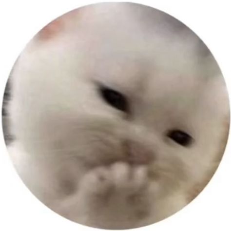 cool edgy tiktok Round icon pfp cute white cat smilling paw aesthetic Y2K profile picture please follow and save pin for more Y2k Pfp Insta, Paw Aesthetic, Y2k Profile, Y2k Cat, Pfp Insta, Cute White Cat, Y2k Pfp, Y2k Profile Picture, 2013 Swag Era