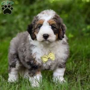 Mini Bernedoodle Puppy, Mini Bernedoodle, Greenfield Puppies, Puppy Finder, Bernedoodle Puppy, Mini Poodles, Puppy Names, Puppy Mills, Puppy For Sale