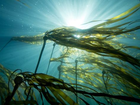 Seaweed Aesthetic, Bull Kelp, Purple Sea Urchin, Case Western Reserve University, Tissue Engineering, Kelp Forest, Heat Waves, Marine Ecosystem, Pacific Grove