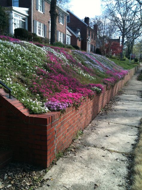 Spring creeping phlox. A popular landscaping solution. Creeping Phlox Ideas Flower Beds, Ground Cover Seeds, Creeping Phlox, Small Gardens, Garden Spaces, Ground Cover, Flower Beds, Front Garden, Green Thumb