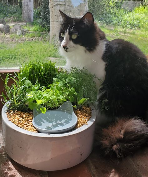 Cat grass, catnip, rosemary, sage, and dill with a drinking pond Cat Grass Pond, Cat Garden Water Bowl, Indoor Cat Oasis, Cat Grass Water Bowl, Plant For Cats, Cat Grass Planter Ideas, Cat Grass Indoor Ideas How To Grow, Cat Indoor Garden, Diy Cat Grass Bed