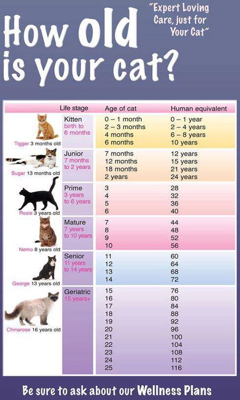 Age Chat, Katt Grejer, Cat Years, Cat Ages, Akita Dog, Cat Info, Pet Hacks, Cat Facts, Cat Health