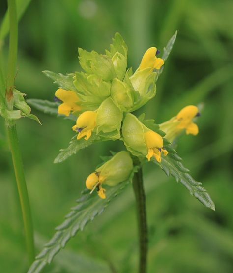 Yellow-rattle | NatureSpot Yellow Rattle Wildflower, Early Goldenrod, Golden Wattle Flower, Rambling Rector Rose, Yellow Rattle, Plant Study, Symphytum Officinale, Sensory Garden, British Garden