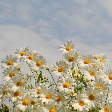 Yony on Twitter: "🌼🐾💖🌼💫🐾���💖🌼🕊️✌️💖… " White Daisies, Free Stock Photos, Daisy, Stock Photos, Yellow, Blue, White