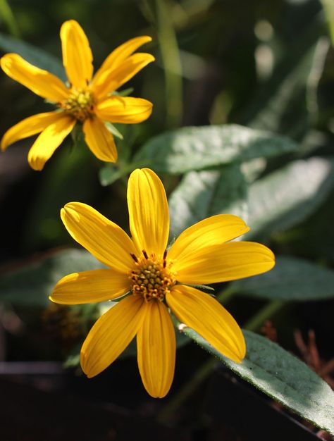 Helianthus divaricatus, Woodland Sunflower at Toadshade Wildflower Farm Woodland Sunflower, Wildflower Farm, Dirt Therapy, Live Earth, Sandy Soil, Attract Butterflies, Tall Plants, Botanical Beauty, Yellow Sunflower