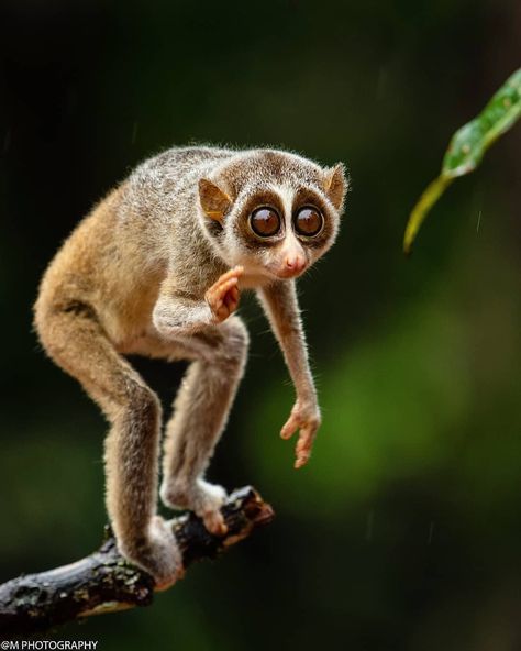 WILDLIFE PHOTOGRAPHY INDIA™ 🇮🇳’s Instagram post: “Slender loris ❤ Describe this Shoot In a few words 🤔✌ • ♠ D A I L Y F E A T U R E ♠ • • • • 🔥 AMAZING SHOOTS 🔥 ➖➖➖➖➖➖➖❌➖➖➖➖➖➖➖ 🎉C O N G R…” Slender Loris, Loris Animal, Ugly Animals, Slow Loris, Wildlife Pictures, Wild Animals Pictures, Cute Wild Animals, Animal Sketches, Weird Animals