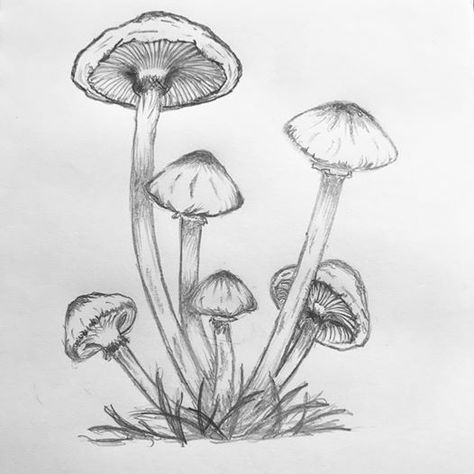 Mushroom Drawing Pencil, Mushroom Sketch Simple, Mushroom Sketch, Mushroom Drawing, Art Pen, Pencil Sketches, Fairy Book, Drawing Pencil, Art Pens