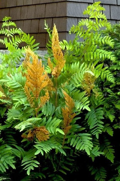 Yellow Ferns offer a different visual appeal than their green counterparts, with a dash of orange in their fronds! Cinnamon Fern, Monrovia Plants, Plant Catalogs, Fern Plant, Sun And Water, Woodland Garden, Fragrant Flowers, Garden Soil, Plant Nursery