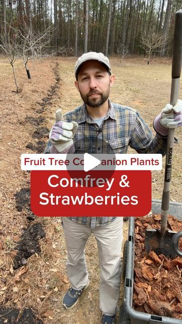 Josh Gardens on Instagram: "Learn about how Comfrey and Strawberries make great companion plants to put under your fruit trees 🌳 🍎🍓🍃. Companion planting is a permaculture practice of putting plants together that create a symbiotic relationship.

Comfrey has these benefits:
- Pulls nutrients from deep in the ground to it’s leaves
- Use the chop and drop method to harness the nutrients in the leaves
- It’s considered a passive fertilizer
- It creates shade to cool the roots of the fruit tree
- Pollinators are attracted to it’s flowers
- The large leaves block other weeds

Strawberries have these benefits:
- Attracts pollinators
- Makes for a great ground cover as it spreads blocking grass and weeds
- Pruduces its own fruit
- Dappled shade from the fruit tree helps protect it in warmer zo What To Plant Under Fruit Trees, Chop And Drop, Companion Plants, Attract Pollinators, Symbiotic Relationships, School Garden, Fruit Tree, Companion Planting, Ground Cover