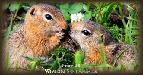 Mammal Symbolism & Meaning | Spirit, Totem, & Power Animal Spirit Animal Meaning, Animal Meanings, Spiritual Animal, American Symbols, Native American Symbols, Animal Guides, Power Animal, Earth Elements, Spiritual Meaning