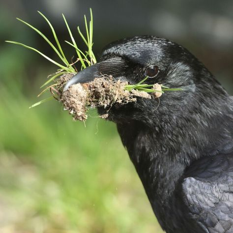 The 1 Disturbing Reason You Should Befriend A Crow — HuffPost How To Befriend A Crow, Animal Spirit Guides, A Crow, Animal Spirit, Spirit Guides, Crows, To Do, Spirit Animal, To Do List