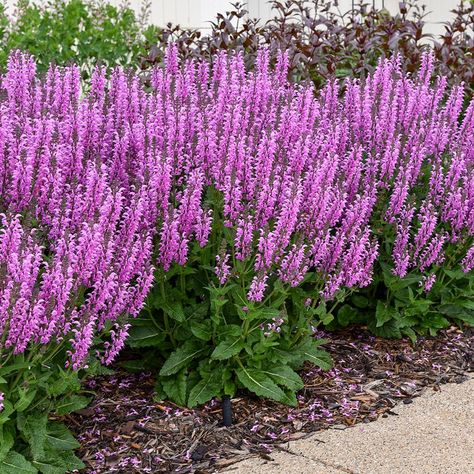 Salvia Plants, Proven Winners Perennials, Long Blooming Perennials, Fuchsia Flowers, Sun Perennials, Border Plants, Pink Plant, Proven Winners, Plant Spacing