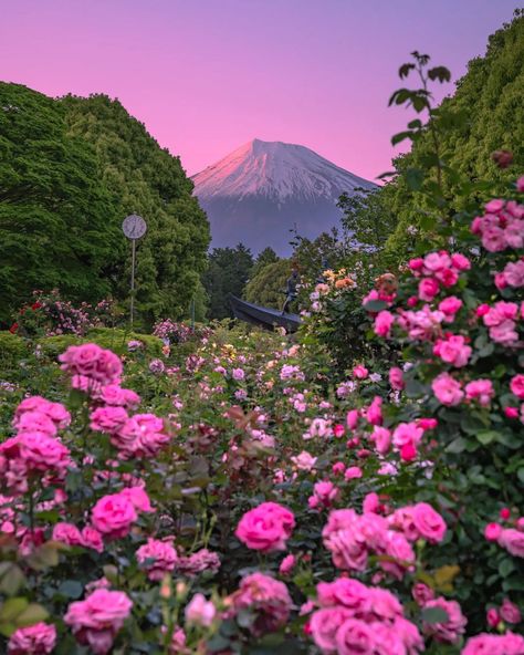 Japan Sky Wide, Asthetics Photos, Biology Genetics, Royal Library, Pink Skies, Love Pink Wallpaper, Flower Therapy, A Sky, Spring Aesthetic