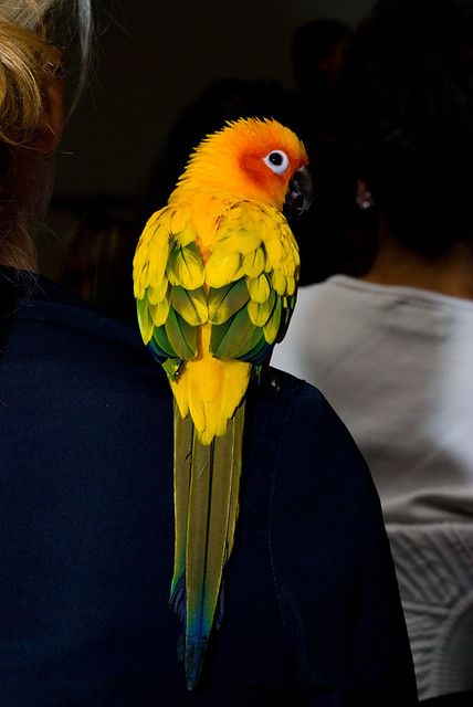 Sun Conure | Taken at the Ottawa Parrot Club Meeting on Sep.… | Flickr Conure Bird, Beautiful Parrots, Conure Parrots, Sun Conure, Parrot Pet, Bird Quotes, Parakeets, Bird Supplies, Pet Bird