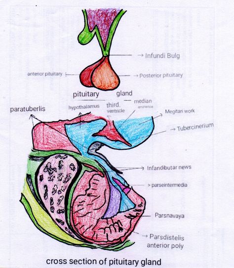 T.S of the pituitary gland Anterior Pituitary, Pituitary Gland, Cross Section, The Brain, Brain