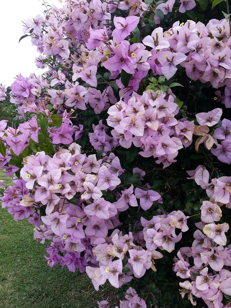 Bougenville Flowers Aesthetic, Bougainvillea Tree, Bougainvillea Flower, Outside Plants, Flora Flowers, Japan Garden, Flower Festival, Climbing Vines, Greenhouse Gardening