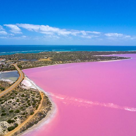 Upside Down World, Wave Rock, Daintree Rainforest, Island Pictures, Pink Lake, Dangerous Animals, Rainbow Fish, Rose Bonbon, Australia Living