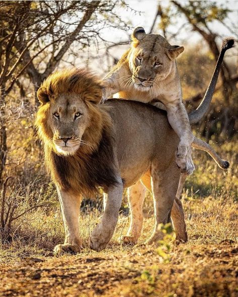 Lion Love, Lion Images, Lion Pictures, Big Cats, Wildlife Photography, Lion, Drawings, Animals, Photography