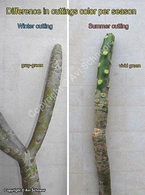 How to grow Plumeria from cuttings - guide by Avi Schneor Indoor Plumeria, Plumeria Care, Plumeria Plant, Plumeria Tree, Florida Gardening, Plumeria Flowers, Plant Cuttings, Propagating Plants, Tropical Landscaping