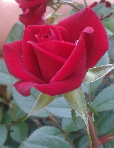 Side view of a rose with a dewdrop on it! Rose Side View, Rosé Side View, Beautiful Rose Flowers, Rose Art, A Rose, Side View, Red Rose, Beautiful Roses, Pretty Flowers